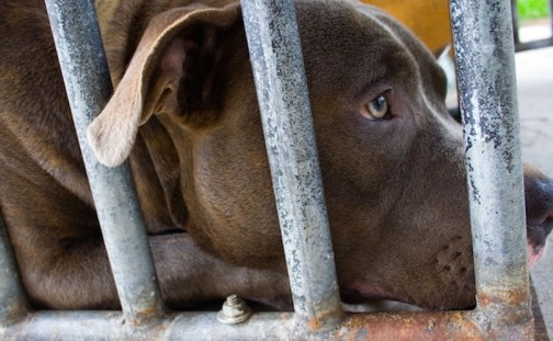 Too-Many-Pit-Bull-Type-Dogs-in-Shelters